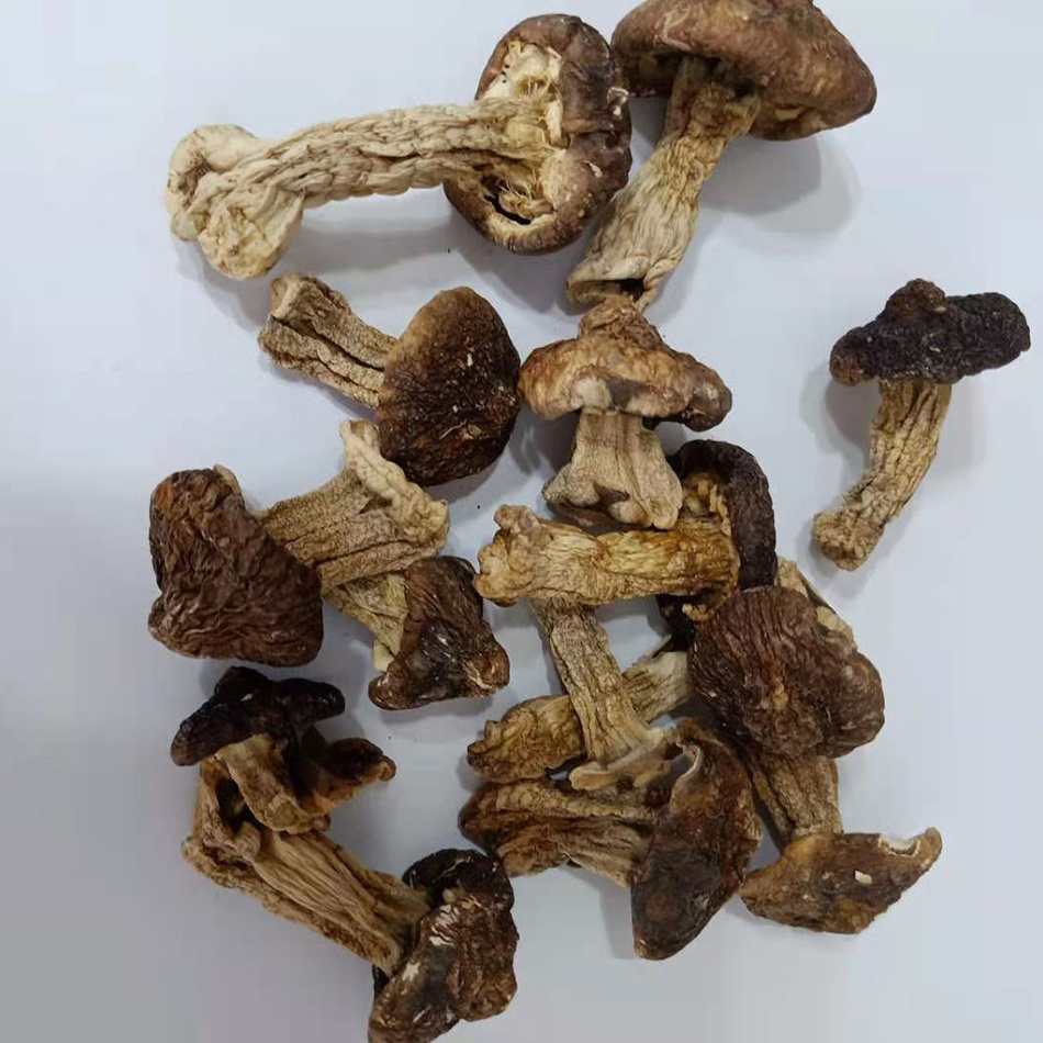 High Quality Tricholoma Matsutak Dried Shiitake Mushroom Matsutake