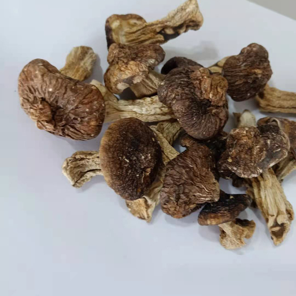 Delicious Dried Shiitake Mushroom Matsutake Dried Tricholoma Matsutak