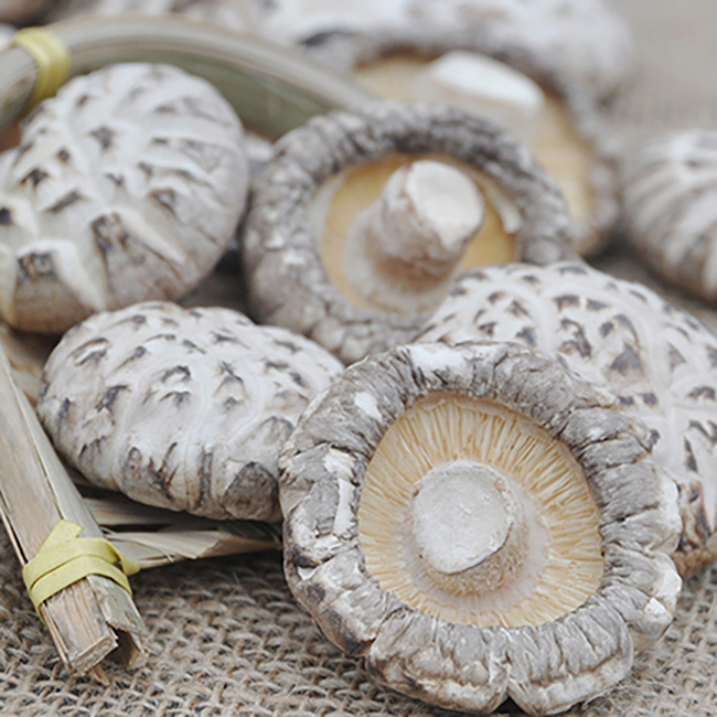 Hot Sales White Flower Shiitake Mushrooms Dehydrated Shiitake Mushroom