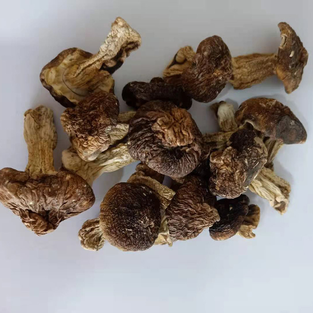 High Quality Tricholoma Matsutak Dried Shiitake Mushroom Matsutake