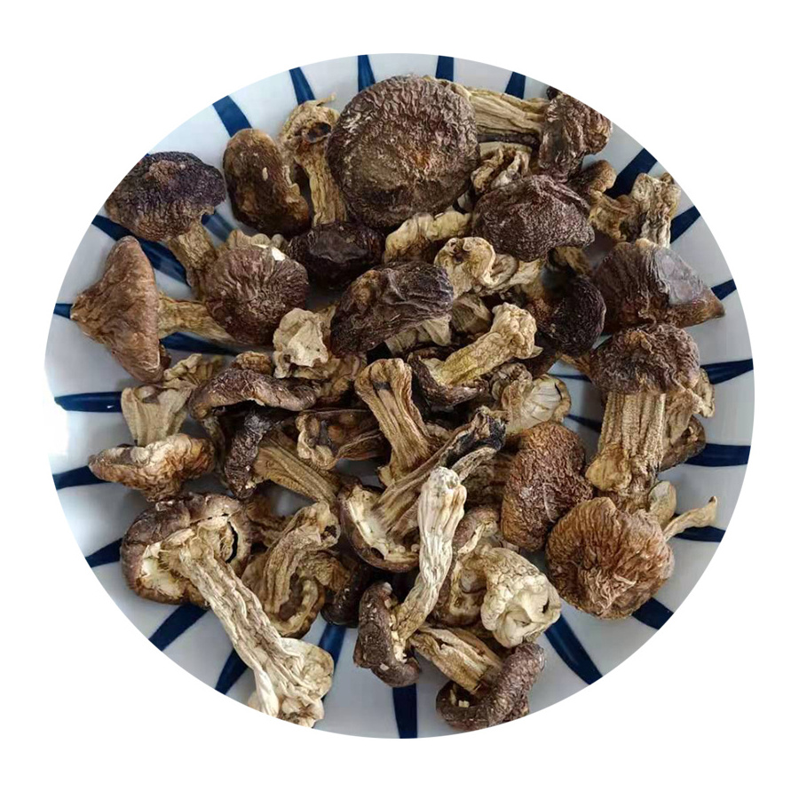 High Quality Tricholoma Matsutak Dried Shiitake Mushroom Matsutake