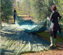 Good sale plastic olive collect safety net and fruit harvest net