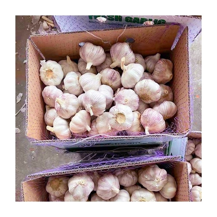 Ajo caj de 10 kg Chinese fresh normal white garlic 10kg carton box wholesale GLOBAL GAP fresh red garlic