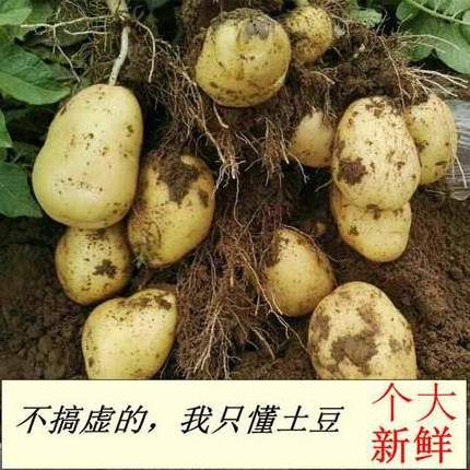 hot sale wholesale professional potato exporter High quality bulk potatoes with Global Gap & Haccp & cheap price ready to ship