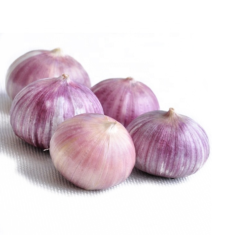 Fresh solo garlic in bulk/mesh bag/carton high quality professional export single garlic supplier factory price garlic