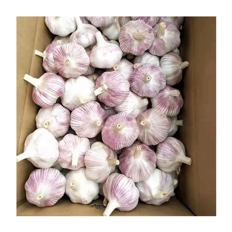 Ajo caj de 10 kg fresh normal white garlic 10kg box carton top grade wholesale Chinese white garlic