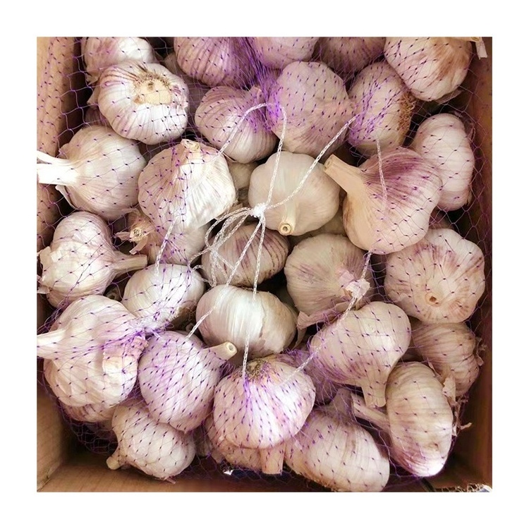 Ajo caj de 10 kg Chinese fresh normal white garlic 10kg carton box wholesale GLOBAL GAP fresh red garlic