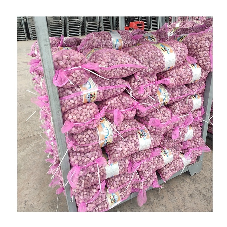 Fresh solo garlic in bulk/mesh bag/carton high quality professional export single garlic supplier factory price garlic