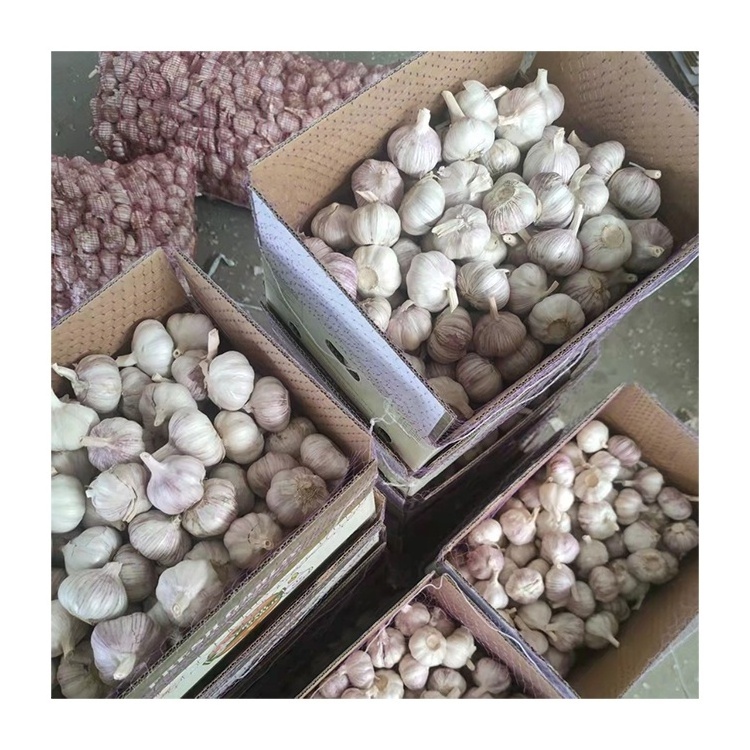 Ajo caj de 10 kg fresh normal white garlic 10kg box carton top grade wholesale Chinese white garlic