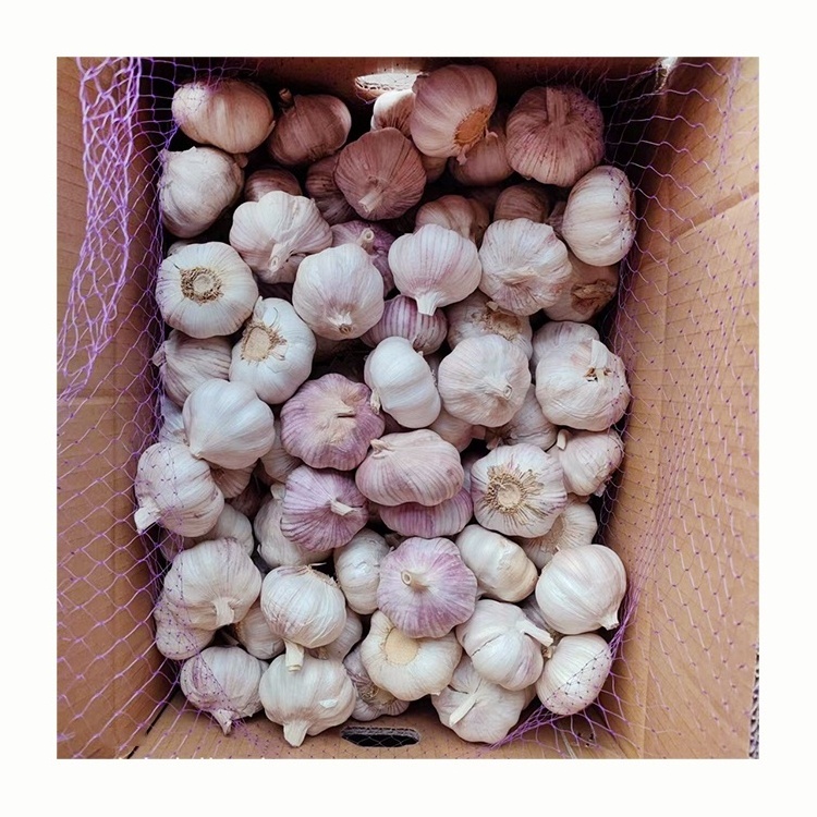 Ajo caj de 10 kg Chinese fresh normal white garlic 10kg carton box wholesale GLOBAL GAP fresh red garlic