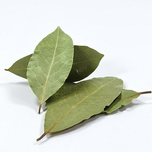 China Factory Supply Wholesale Good Price Dehydrated Dried Natural Organic Bay Leaves