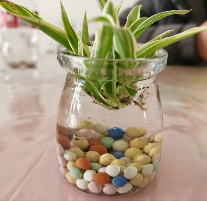 Color Solid Ceramsite Color Expanded Clay Pebbles Pellets Grow Media Orchids Succulent plant Hydroponics Bonsai Decor of Orchid