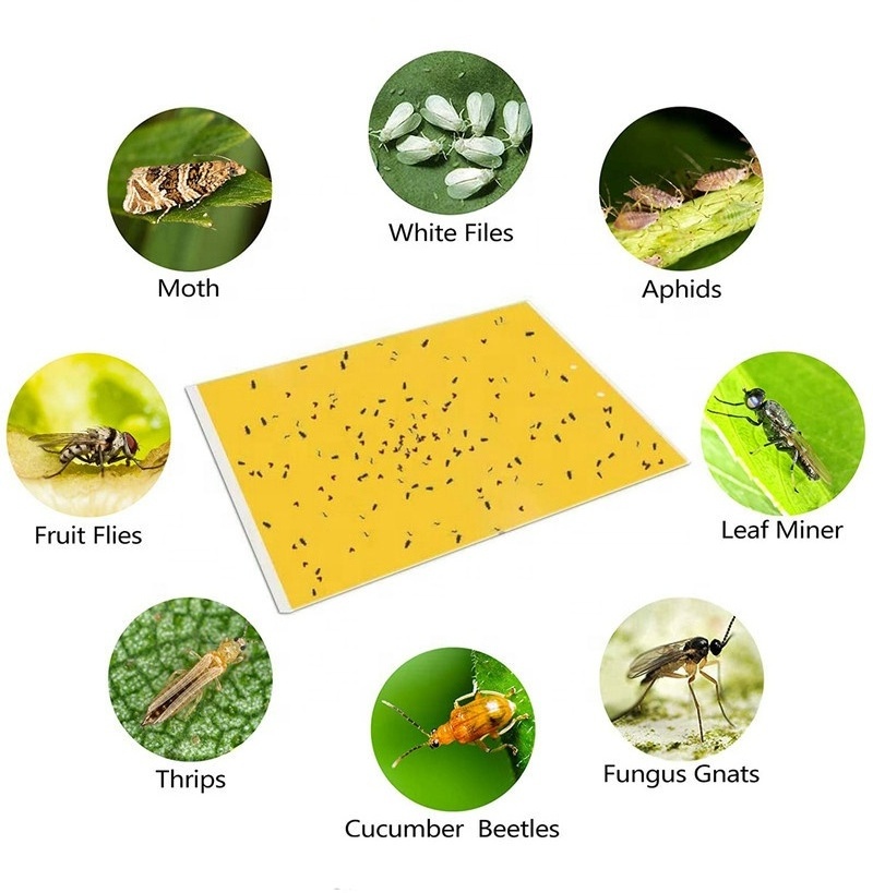 Factory Direct Sales Customized In Various Sizes Yellow Glue Board Plastic Sticky Fruit Fly Trap Insect Bugs Sticker Glue Trap