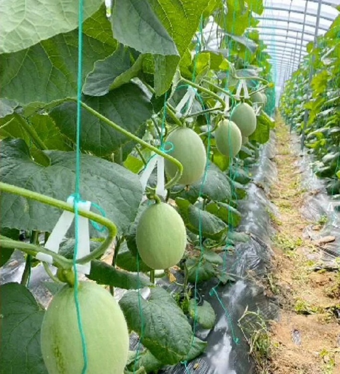 Greenhouse Plastic Plant Cradle Melon Watermelon Tomato Hook Stalk Clips Accessory Support For melon pumpkin Hanging Hook