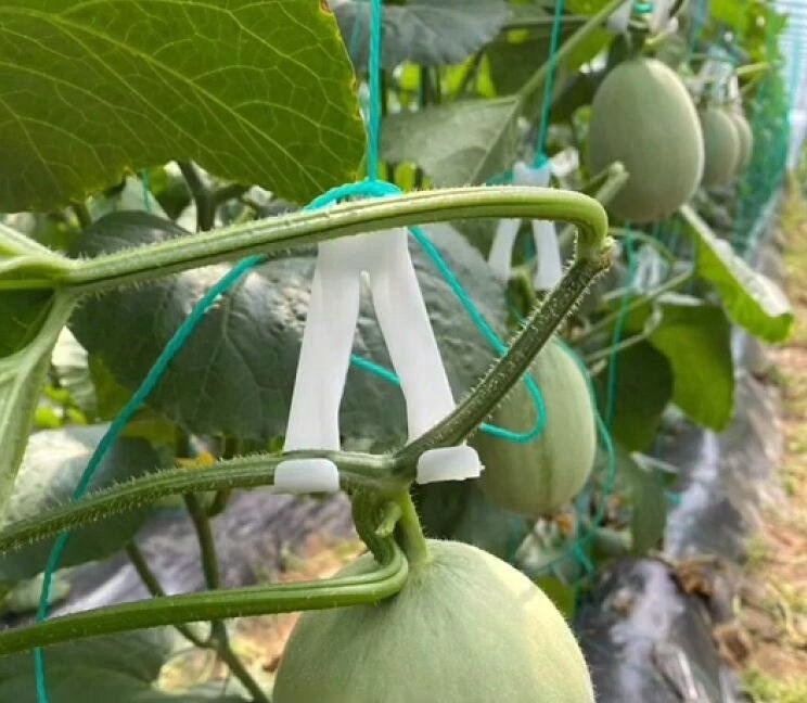 Greenhouse Plastic Plant Cradle Melon Watermelon Tomato Hook Stalk Clips Accessory Support For melon pumpkin Hanging Hook