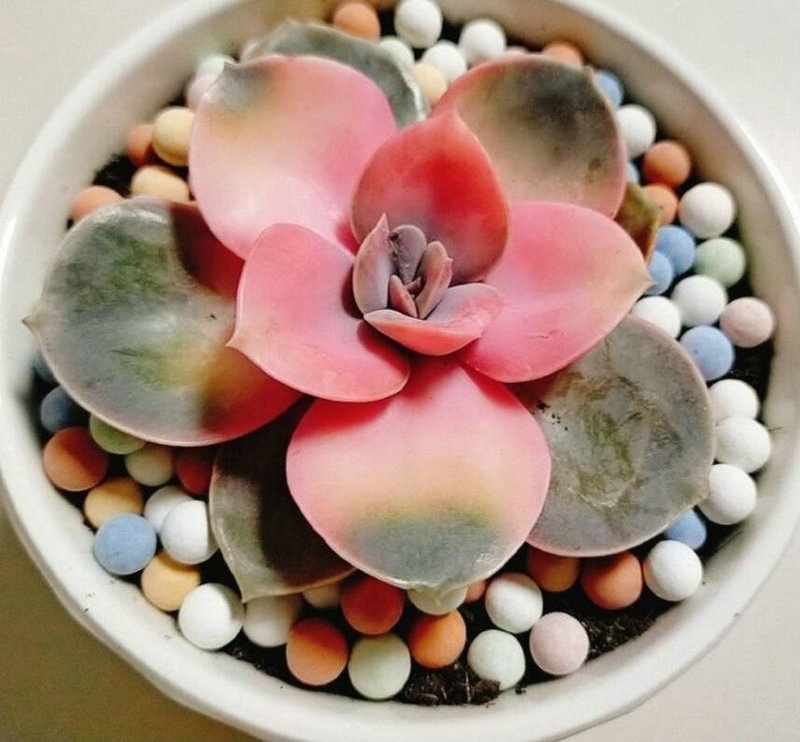 Color Solid Ceramsite Color Expanded Clay Pebbles Pellets Grow Media Orchids Succulent plant Hydroponics Bonsai Decor of Orchid