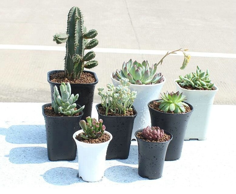 White Black Plastic Succulent Planters Round Polygonal Square Haworthia Maughanii Nursery Flower Pot Planter Home Garden Decor