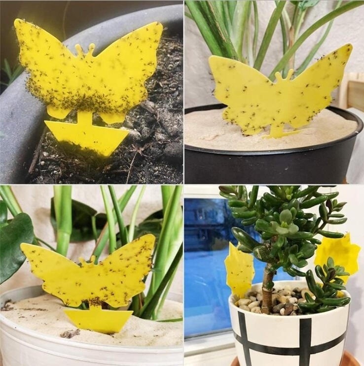 Hot sell Fly Mosquito Insect Catcher Fruit Fly Gnat Trap Yellow Sticky Traps For Insect Plant Protection Fly Trap