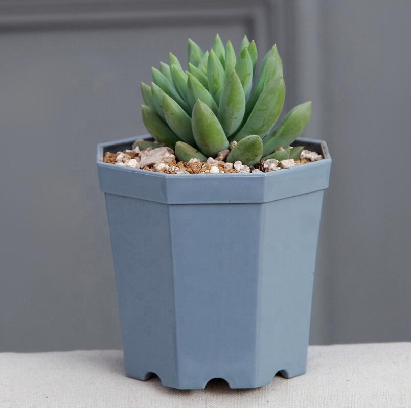 Wholesale Cheap Durable Home Office Outdoor Garden Plant Seedling Nursery Plastic Succulent Octagon Flower Pots Decoration Pot