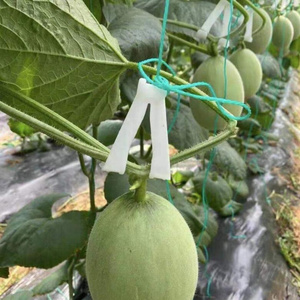 Greenhouse Plastic Plant Cradle Melon Watermelon Tomato Hook Stalk Clips Accessory Support For melon pumpkin Hanging Hook