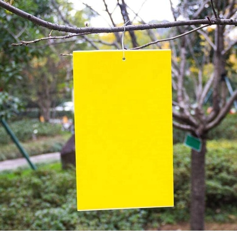 Sticky Traps, Fungus Gnats, Aphids, Other Flying Insects, 6x8 Inch, 20 Pack - Yellow