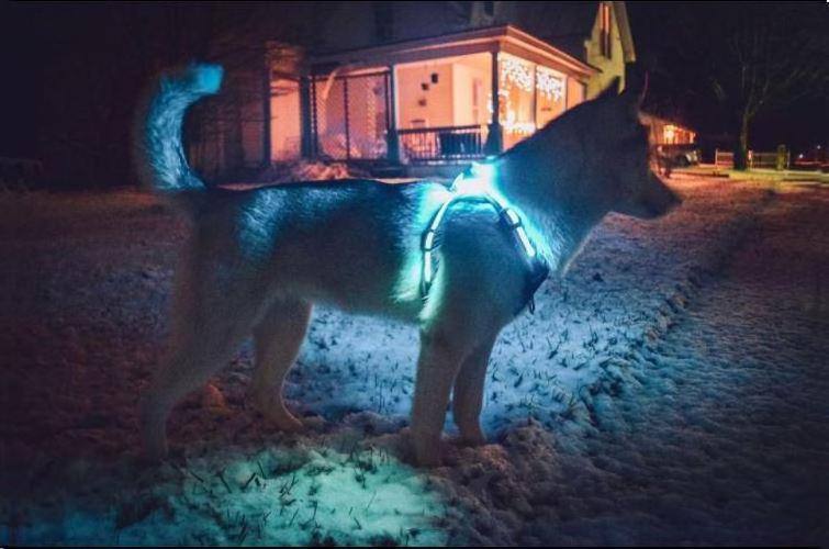 LED Pet Harness Reflective USB Rechargeable Dog Harness Outdoor Walking For Small Medium Large Dog