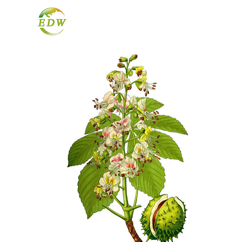 High Quality Horse Chestnut Extract Aesculus Hippocastanum Seed Extract