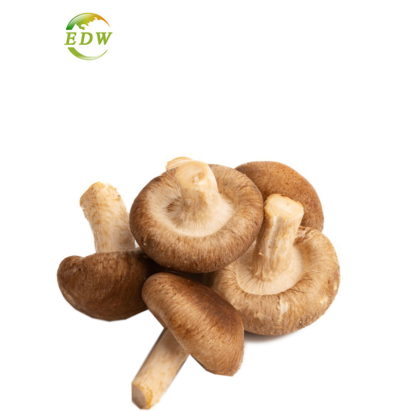 Factory Supply Shitake Mushroom Extract Lentinan Shitake Mushroom Extract