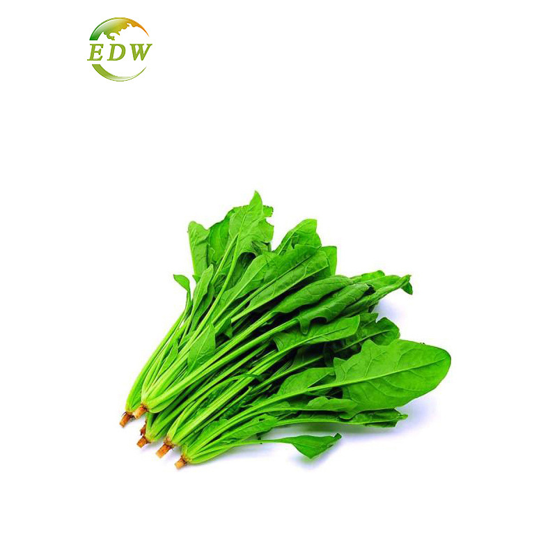 High Quality Plant Extract Health Food Spinacia Oleracea Extract Spinach Extract Powder