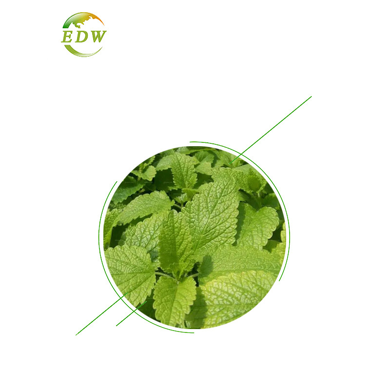 Factory Supply Good Price Lemon Balm  Melissa Officinalis Leaf Extract Powder 5% Rosmarinic Acid