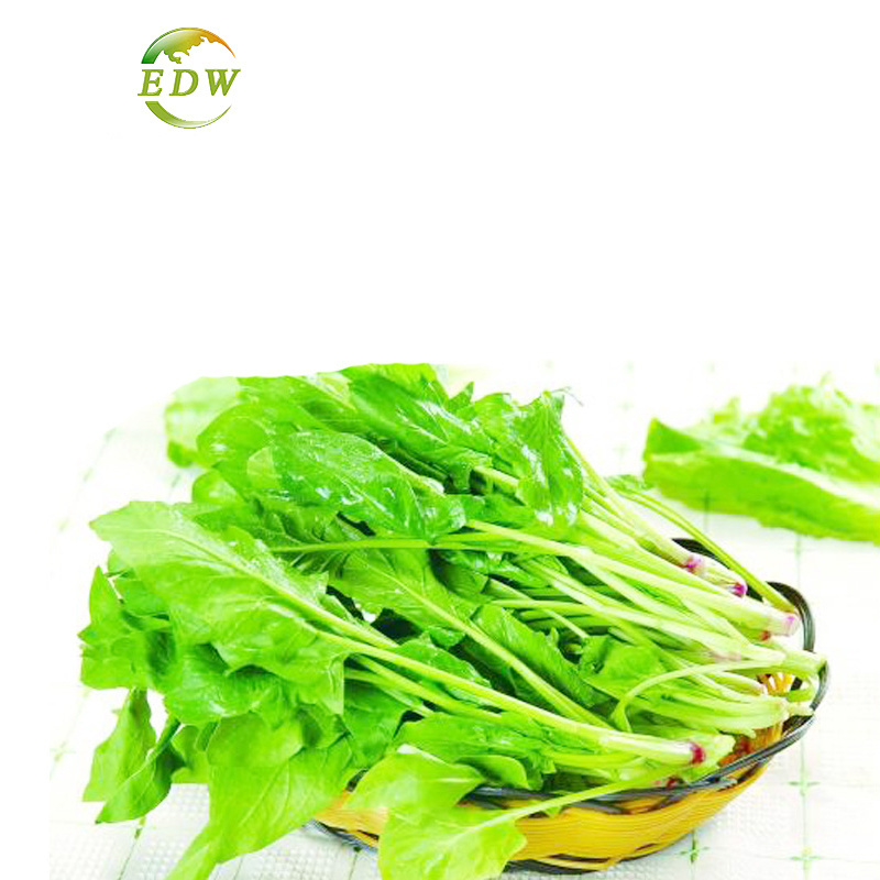 High Quality Plant Extract Health Food Spinacia Oleracea Extract Spinach Extract Powder