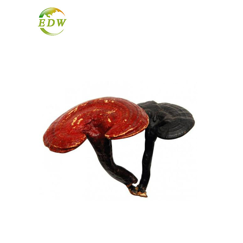 30% Polysaccharides Organic Herb Fresh Reishi Mushroom Dual Extract Bio Sell For Health Care