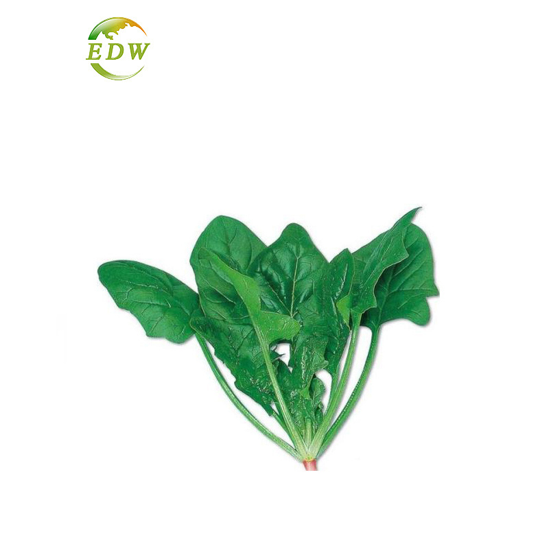 High Quality Plant Extract Health Food Spinacia Oleracea Extract Spinach Extract Powder