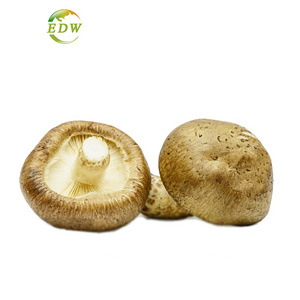 Factory Supply Shitake Mushroom Extract Lentinan Shitake Mushroom Extract