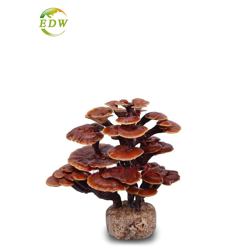 30% Polysaccharides Organic Herb Fresh Reishi Mushroom Dual Extract Bio Sell For Health Care