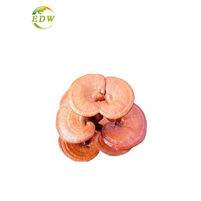 30% Polysaccharides Organic Herb Fresh Reishi Mushroom Dual Extract Bio Sell For Health Care