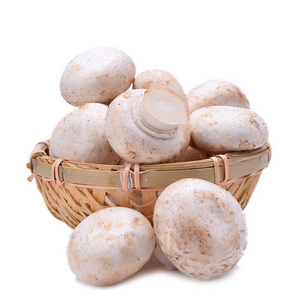 1kg Dried White Mushroom High Quality Dried Mushroom in Bulk Quantity Very Much Available for Wholesale Buyers