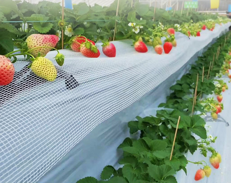 growing systems for strawberry in greenhouse  hydroponic channel gutters  gutter growing systems vertical strawberry gully