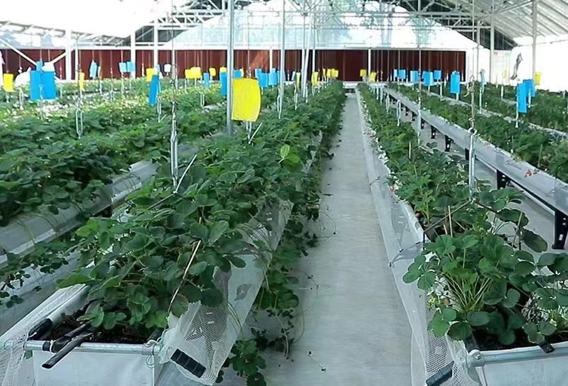 growing systems for strawberry in greenhouse  hydroponic channel gutters  gutter growing systems vertical strawberry gully