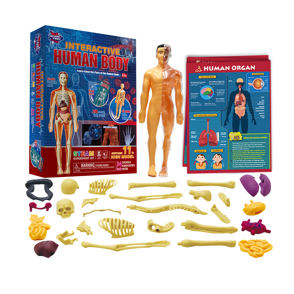 Human Body Model Science Set Organs Doll Removable Toy Learning Kit for Children