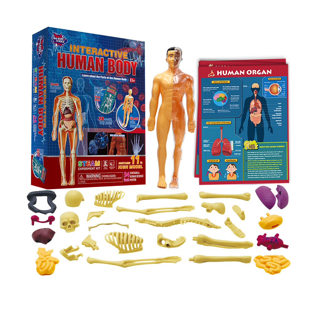 Human Body Model Science Set Organs Doll Removable Toy Learning Kit for Children