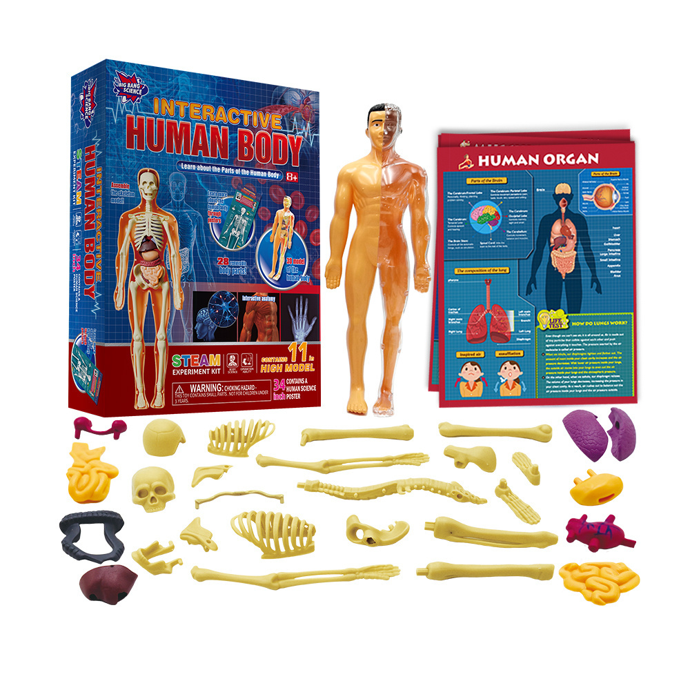 Human Body Model Science Set Organs Doll Removable Toy Learning Kit for Children