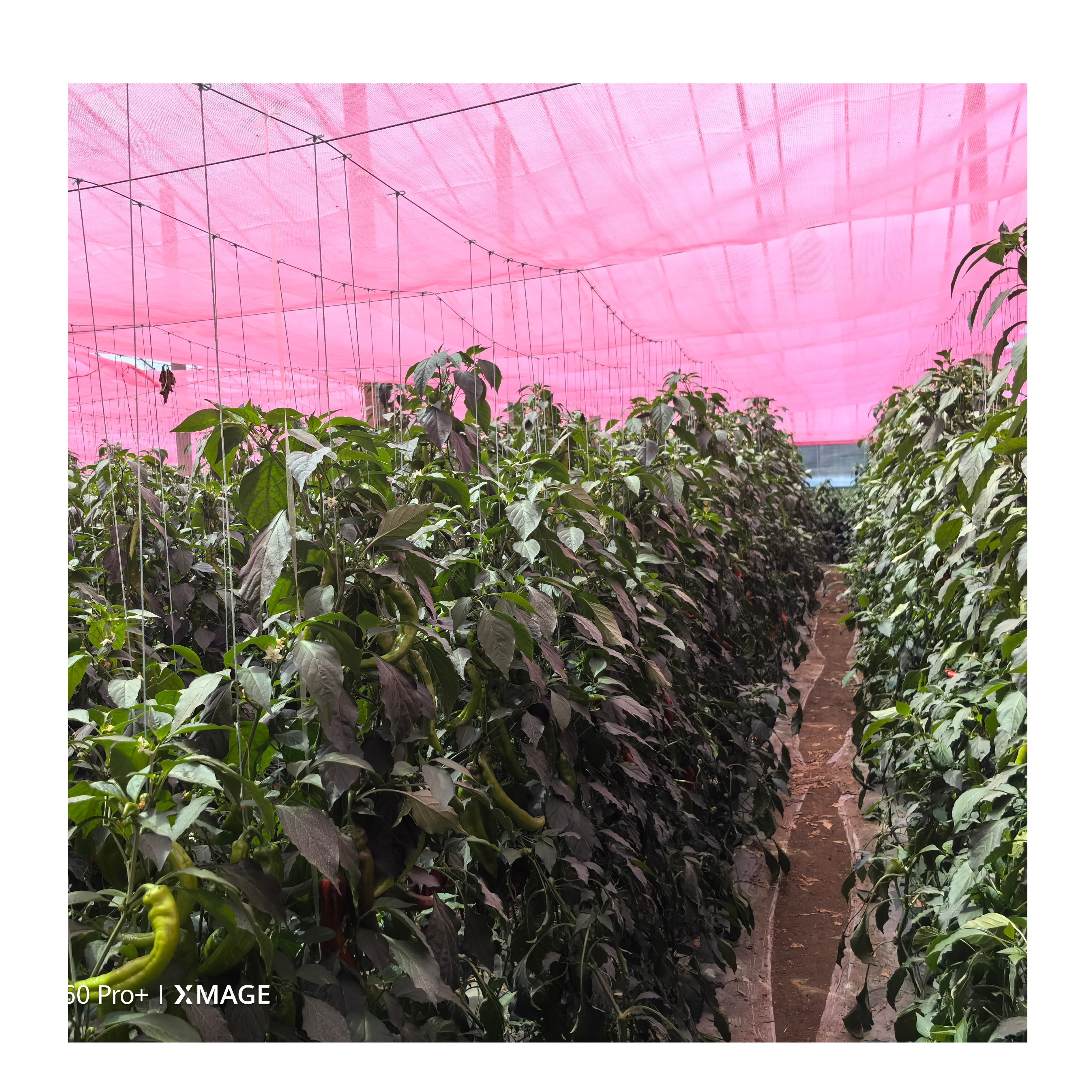 greenhouse anti insect net for vegetable gardens agriculture shade net