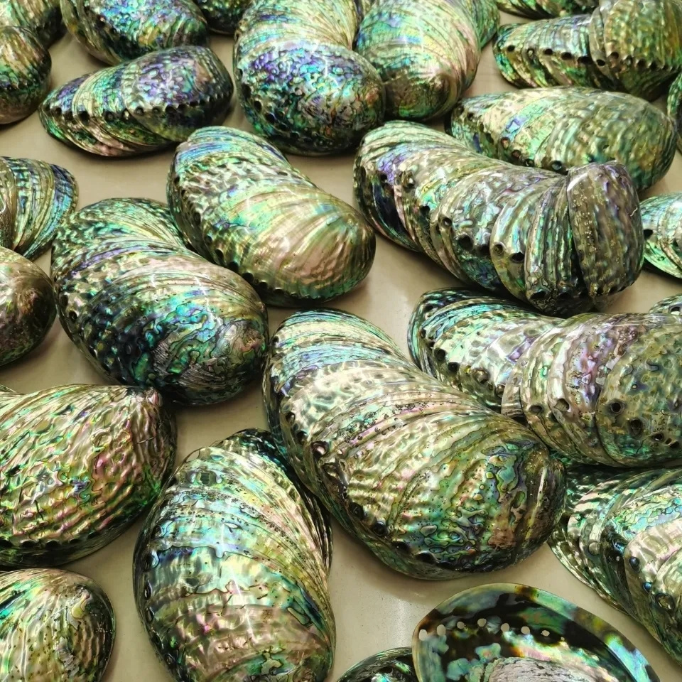 large stock polished new zealand abalone paua shells wholesale