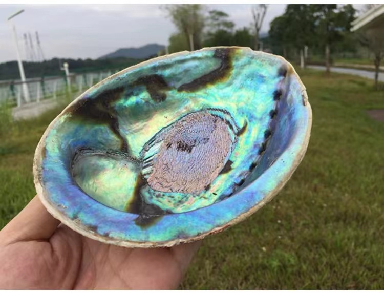 Factory Direct Sale 5 inch Abalone Shell for Sale Wholesale Nature New Zealand Abalone Sea Shell