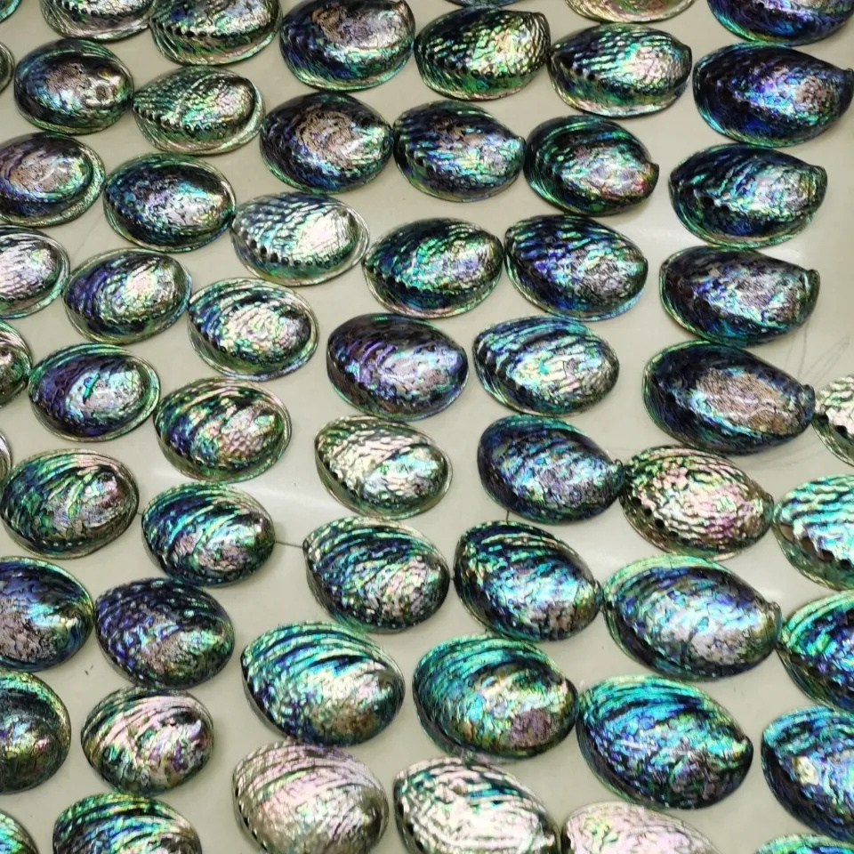 Cystar best price New Zealand polished paua abalone shell in stock