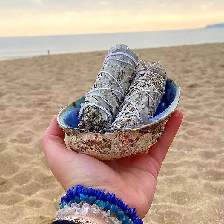 Hot Selling 12-15cm Nautical Seashell Large Natural Raw Seashell Zealand Abalone Shell for Burning Sage