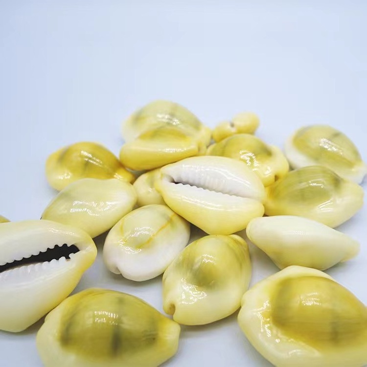 Sea shells white yellow cowrie shell bulk quantity ocean cowry seashells wholesale for crafts making