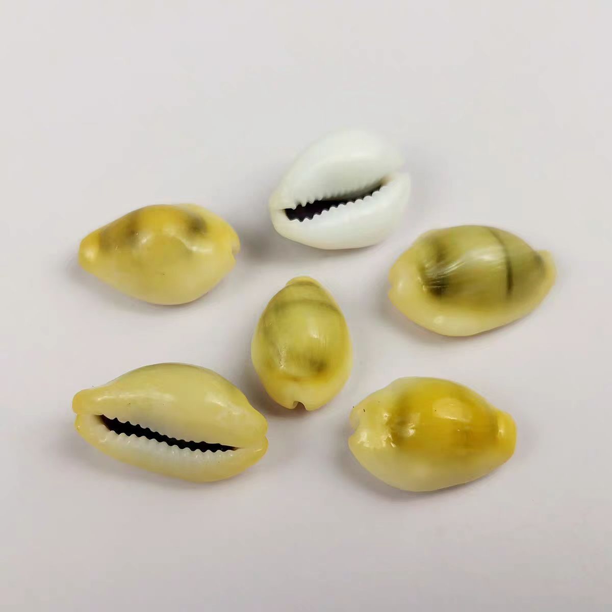 Sea shells white yellow cowrie shell bulk quantity ocean cowry seashells wholesale for crafts making