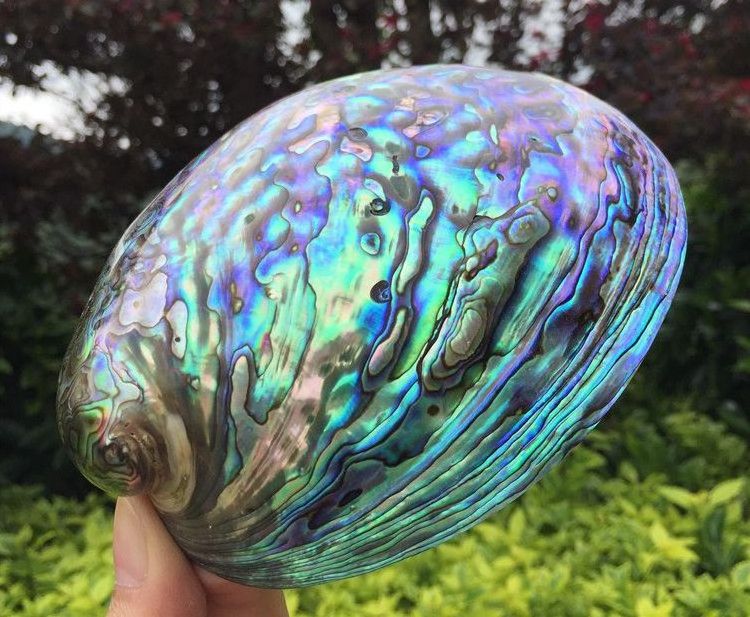 Hot Selling 10-15 cm Polished Abalone Seashell  Both Sides Polished Natural New Zealand Paua Shell Price